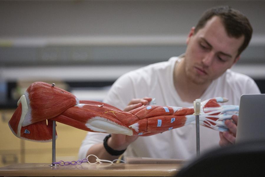 A student looks at a human anatomy 3-D model of an arm.