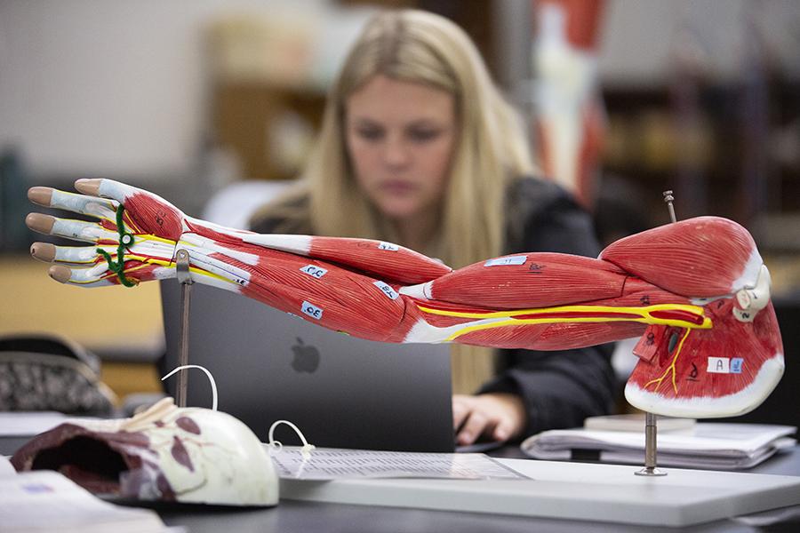 A student studies on her computer with a 3-D model of a human arm in the foreground.